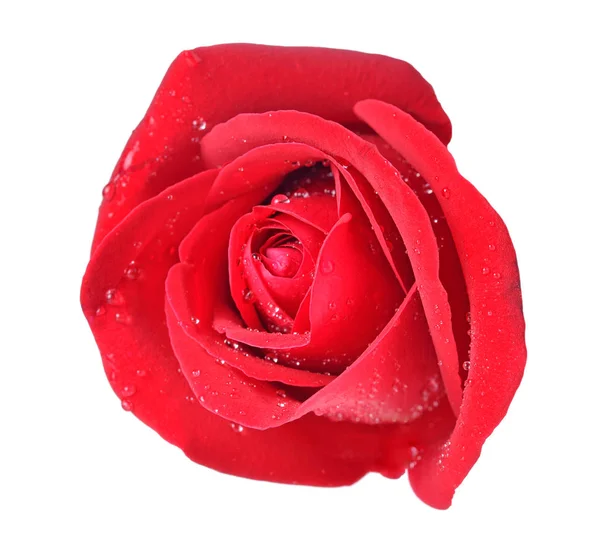 Red Rose Isolated White Stock Photo