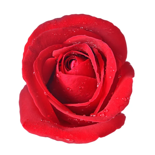 Beautiful Red Rose Isolated White Background Royalty Free Stock Photos