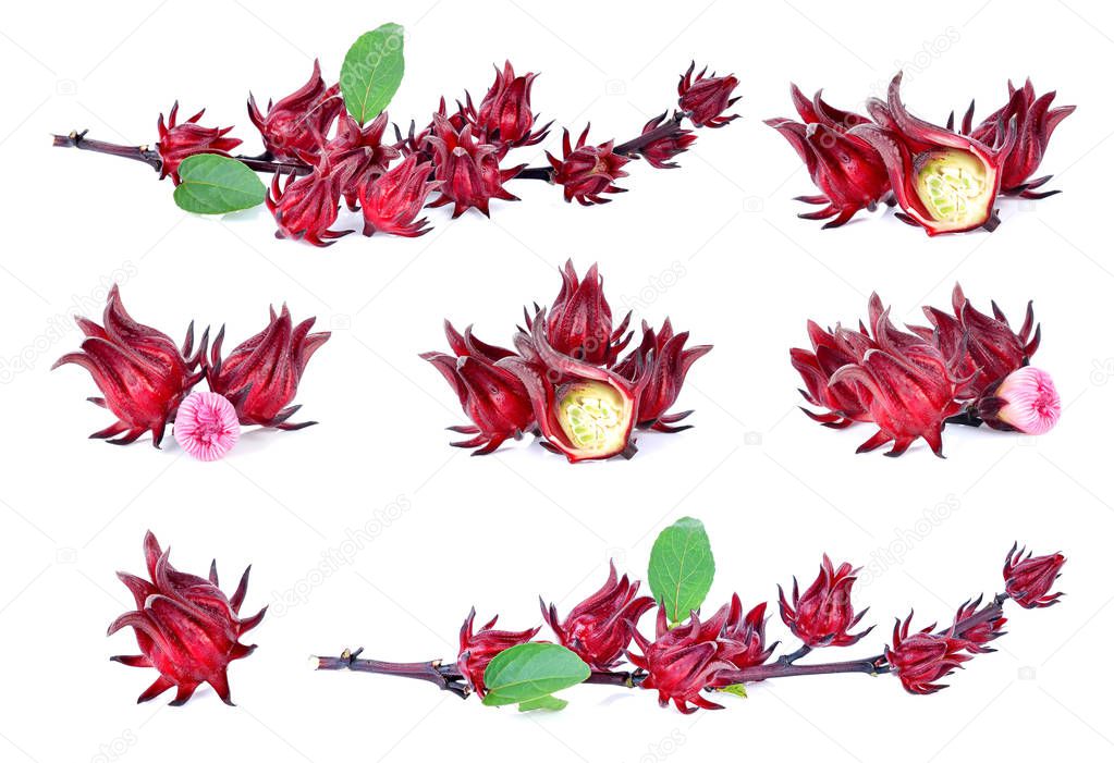 Hibiscus sabdariffa or roselle fruits isolated on white background.