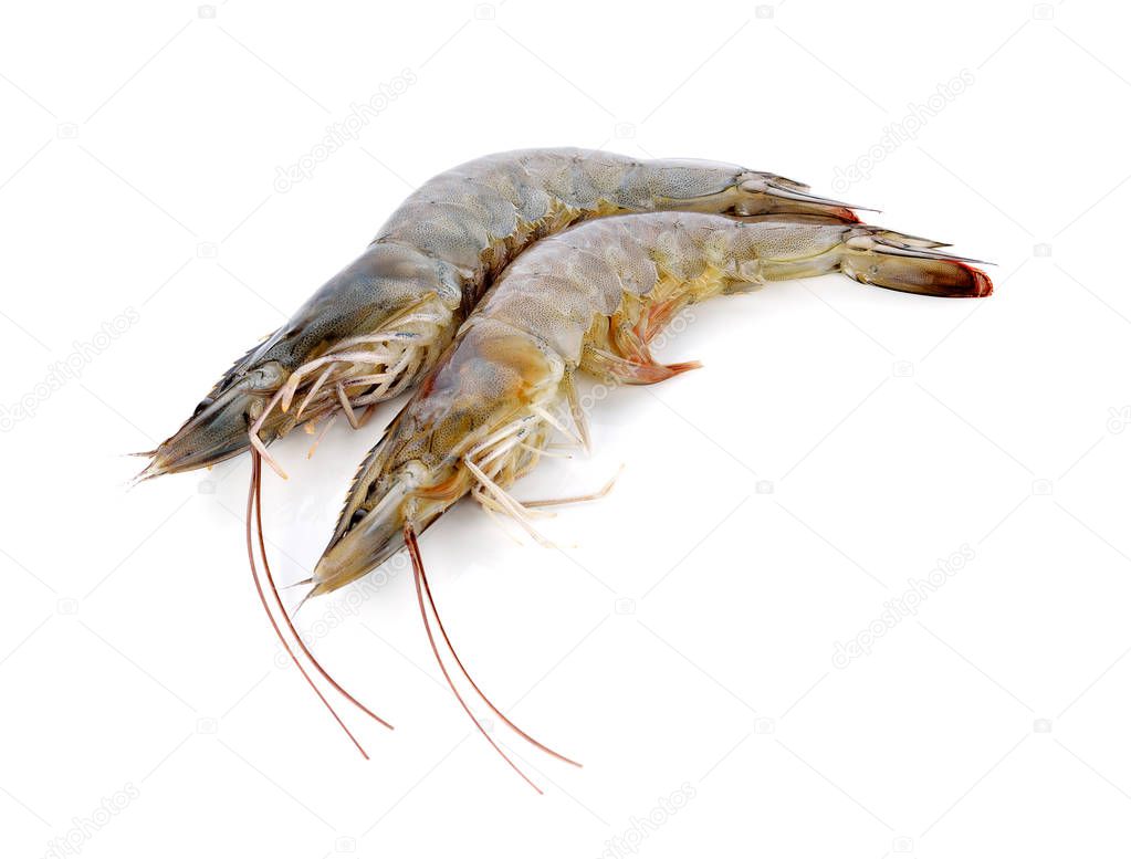 fresh shrimp/prawn on white background