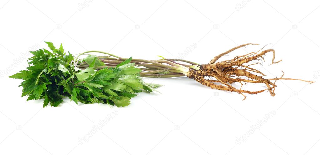 medicinal plant ginseng Isolated on white.