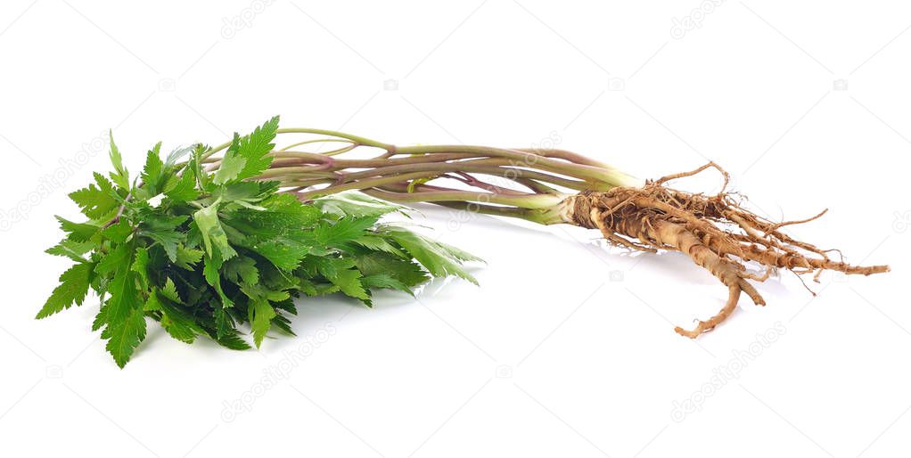 Fresh Ginseng Root on white background.