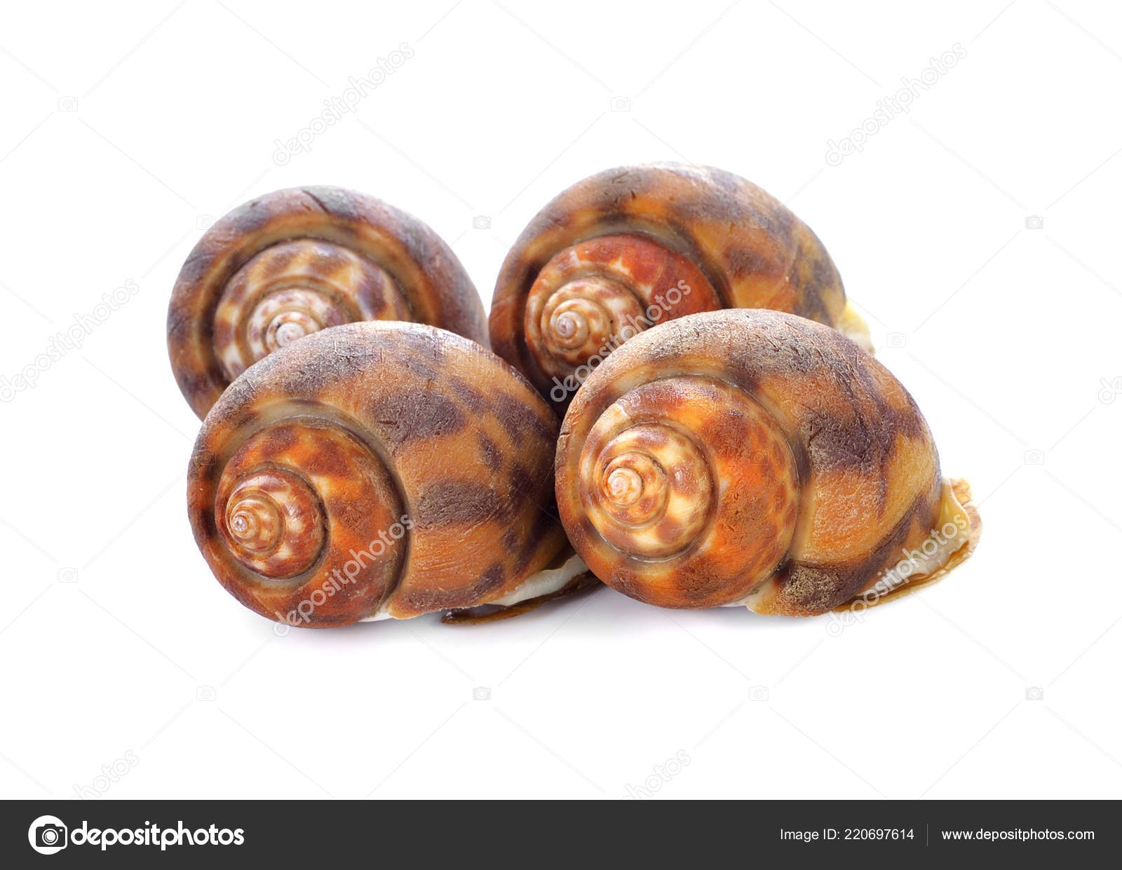 Golden Apple Snail White Background Stock Photo By C Soloist Nan Hotmail Com