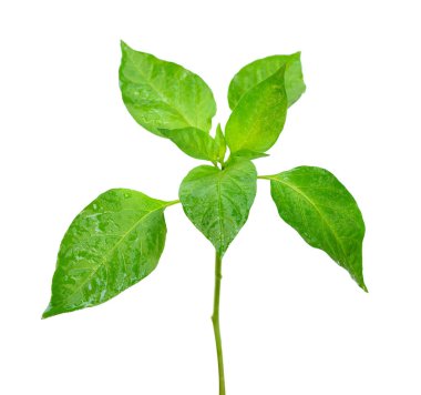 taze yeşil biber ağacı üzerinde beyaz izole