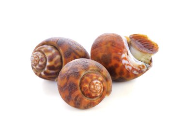 beyaz zemin üzerine altın elma salyangoz