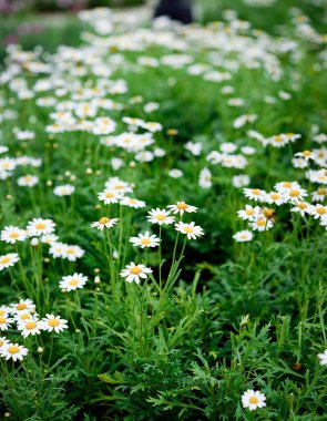 papatya çiçek, bahar çiçek, doğal arka plan