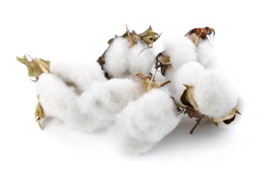 Beyaz arkaplanda yalıtılmış pamuk bitkisi