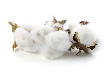 Beyaz arkaplanda yalıtılmış pamuk bitkisi