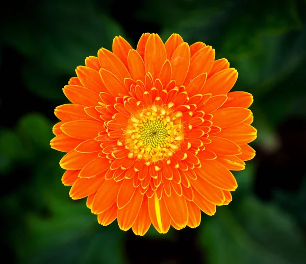Krásná Gerbera Květina Zahradě — Stock fotografie