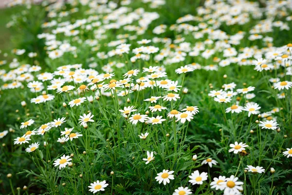 Daisy Flower Spring Flower Natural Background — Stock Photo, Image