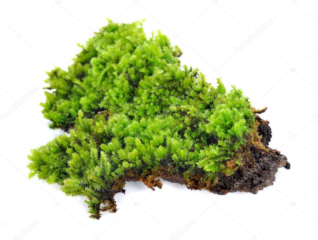 Green moss isolated on white bakground