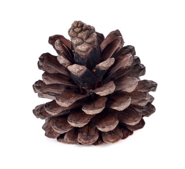 Beyaz arkaplanda çam kozalağı izole