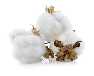 Beyaz arkaplanda yalıtılmış pamuk bitkisi