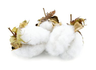 Beyaz arkaplanda yalıtılmış pamuk bitkisi