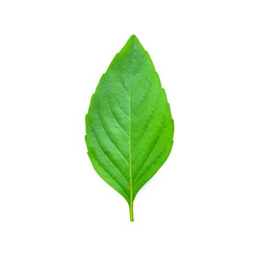 Fesleğen yaprakları beyaz arkaplanda izole.