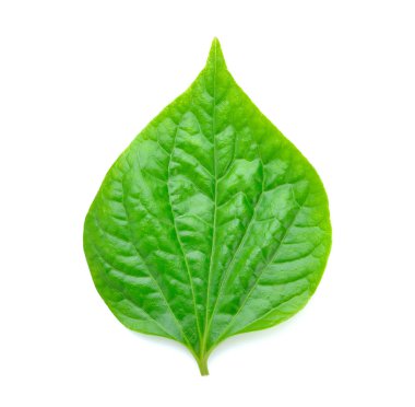 Beyaz zemin üzerine yeşil Piper betle yaprak