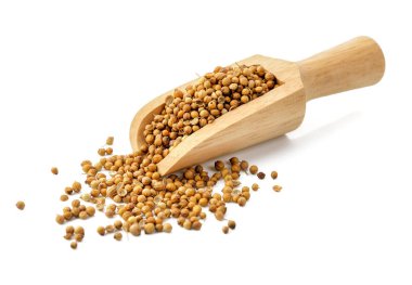 Kişniş tohumları beyaz arkaplanda izole edildi