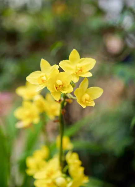 Gul Orkidé För Naturlig Bakgrund — Stockfoto