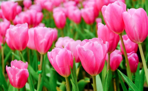 güzel bir alanda Pembe lale.