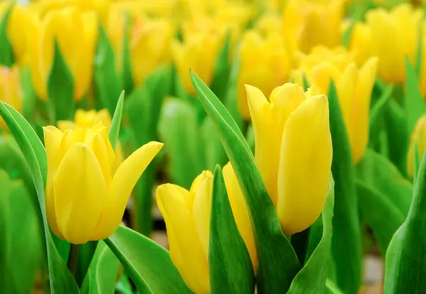 Yellow Tulips Garden — Stock Photo, Image
