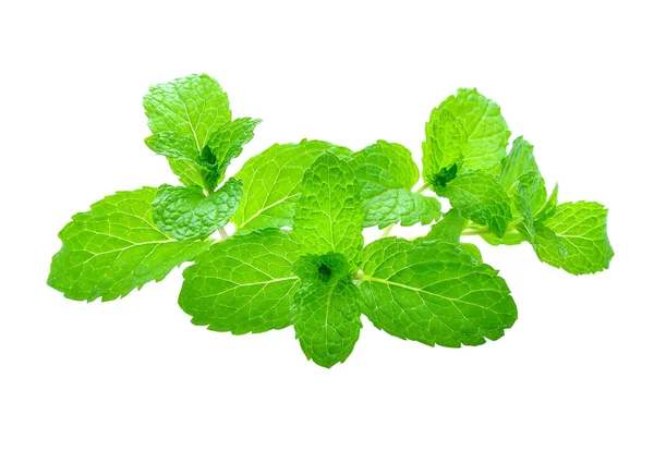 Daun Mint Terisolasi Latar Belakang Putih — Stok Foto