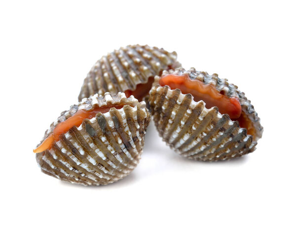 fresh cockles seafood on white background