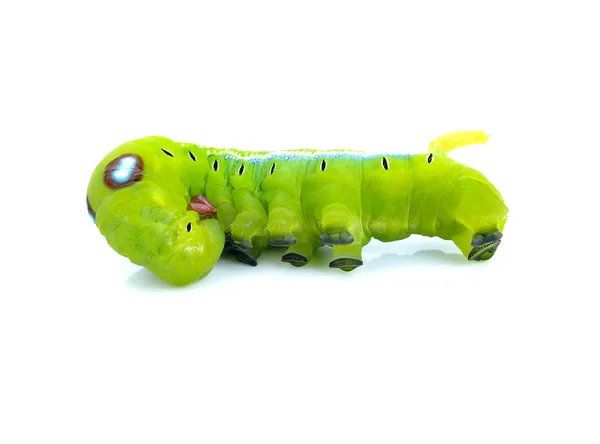 Green Worm Caterpillars Animals Isolate White Background — Stock Photo, Image