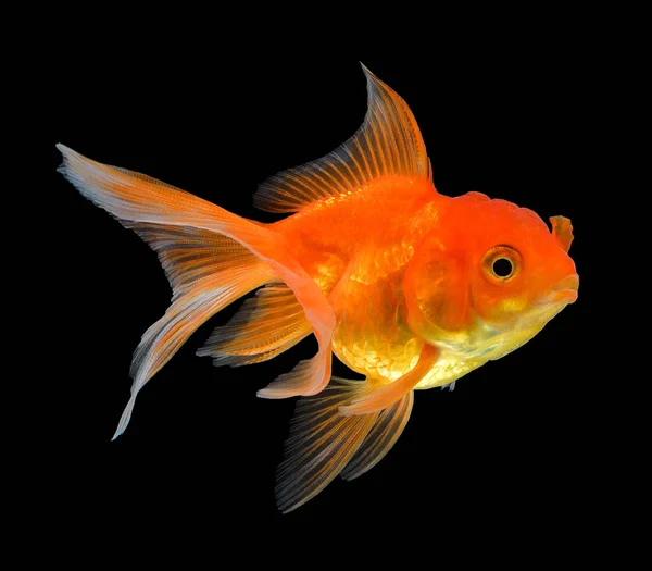 Peixe dourado isolado sobre fundo preto — Fotografia de Stock