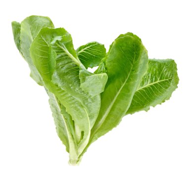 Çünkü marul beyaz zemin üzerine