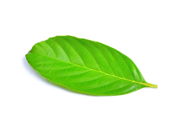 Čerstvé zelené listy izolované na bílém pozadí — Stock fotografie