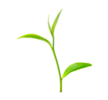 Yeşil çay yaprağı şeffaf png