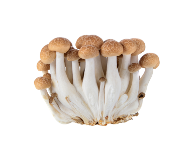 kahverengi kayın mantarı şeffaf png