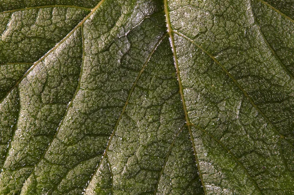 Textura Hoja Fondo Verde Fresco —  Fotos de Stock