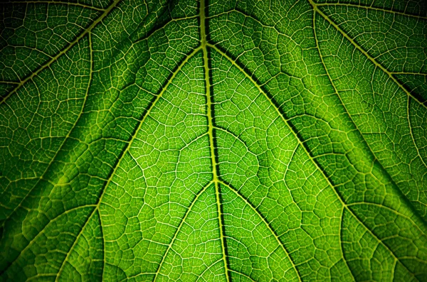 Textura Verde Fresco Folha Fundo — Fotografia de Stock