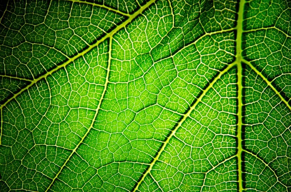 Čerstvé Zelené Pozadí List Textura — Stock fotografie