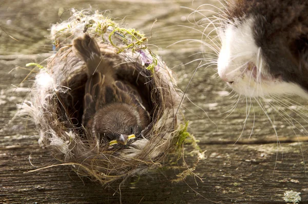 cat hunt,harm, nestling in the nest