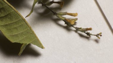 Yaprak aromatik fotoğraf