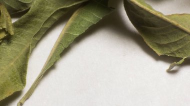 Yaprak aromatik fotoğraf