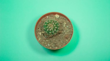 Kaktüs fotoğraf içinde benim stüdyo, aydınlatma ve yaratıcılık.