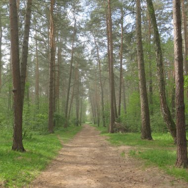 Çam ormanı bahar sabahları
