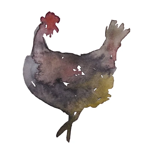 Găină Neagră Fundal Alb — Fotografie, imagine de stoc