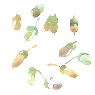 Beyaz zemin üzerine suluboya meşe palamutları