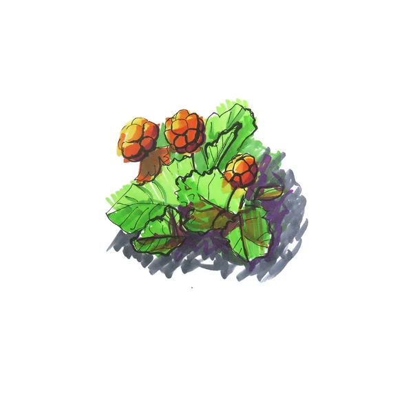 İşaretci çizimi. Çilek. Sağlıklı cloudberry
