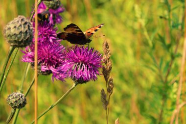 mor bir çiçek kelebek