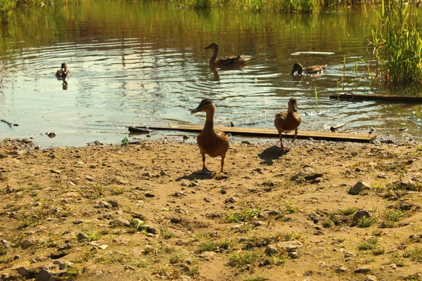 Ördeklerin yürüyüşe çıktım