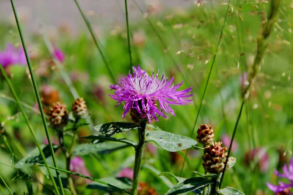 Lila Blommor Vackra — Stockfoto