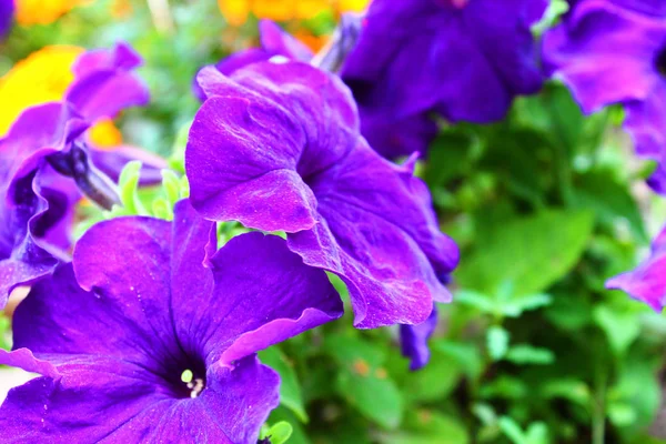 Bir yaz gününde mor çiçekler