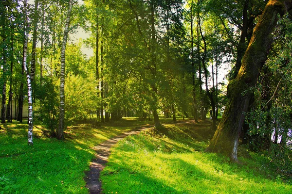 Ormanın içinde erken yürüyüş