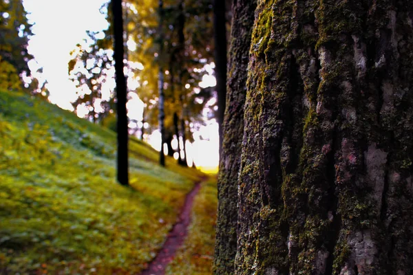 Ormanın içinde erken yürüyüş