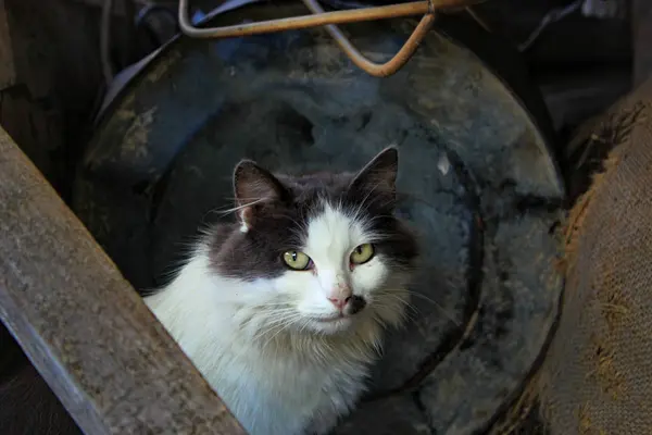 Gatto Nel Villaggio — Foto Stock